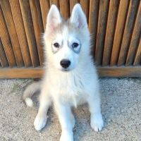 Hurley, chiot croisé husky 3mois #1