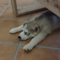 Hurley, chiot croisé husky 3mois #3