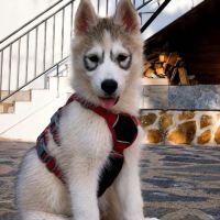Hurley, chiot croisé husky 3mois