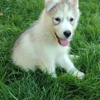 Hurley, chiot croisé husky 3mois #6