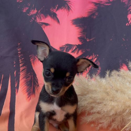 Chihuahua chiot mâle poils courts #2
