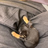 Chihuahua chiot mâle poils courts #3