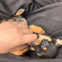 Chihuahua chiot mâle poils courts #4