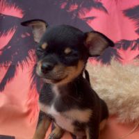 Chihuahua chiot mâle poils courts