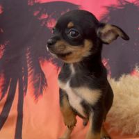 Chihuahua non lof chiot mâle