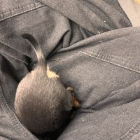 Chihuahua non lof chiot mâle #4