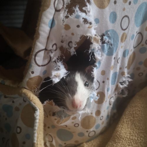 Rates, ratons et rats à l'adoption ! #2