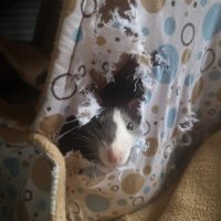 Rates, ratons et rats à l'adoption ! #2