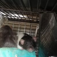 Rates, ratons et rats à l'adoption !