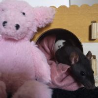 Ratons et rats adultes à adopter !
