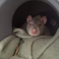 Ratons et rats adultes à adopter ! #2