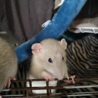Ratons et rats adultes à adopter ! #3
