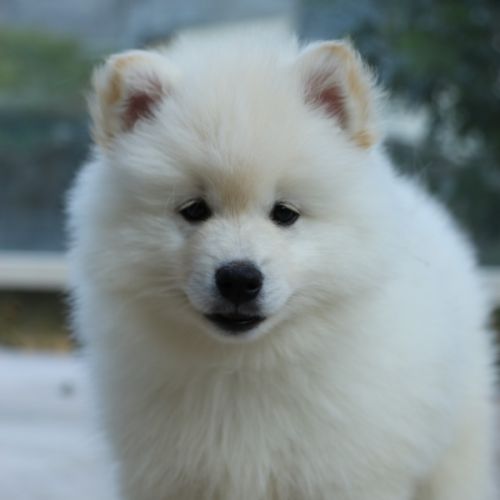 Magnifique chiot pomsky #1