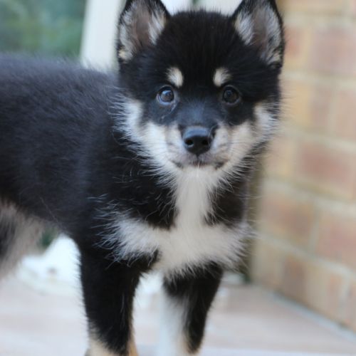 Magnifique chiot pomsky #2