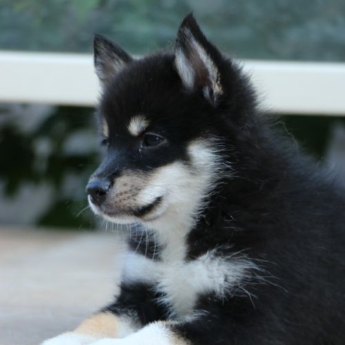 Magnifique chiot pomsky #3