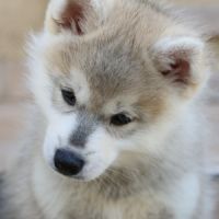 Magnifique chiot pomsky #4