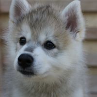 Magnifique chiot pomsky #5