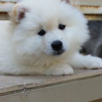 Magnifique chiot pomsky