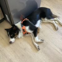 Donne border collie