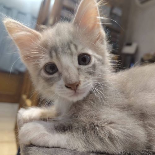Thor, joli chaton à l'adoption