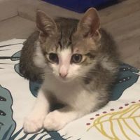 Napoléon, joli chaton à l'adoption