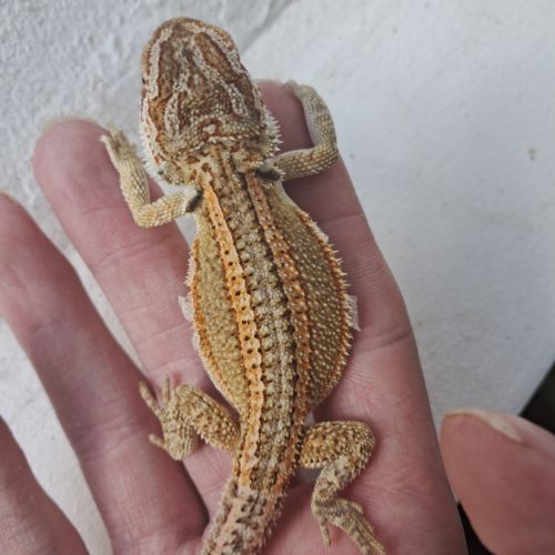 Bébés pogonas vitticeps à vendre #2