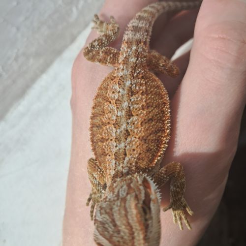 Bébés pogonas vitticeps à vendre #4
