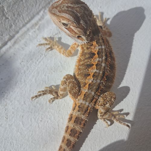 Bébés pogonas vitticeps à vendre #5
