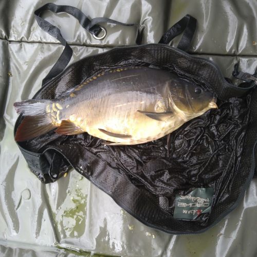 Vends carpes commune pour bassin ou étangs #2
