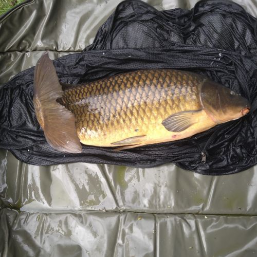Vends carpes commune pour bassin ou étangs #3