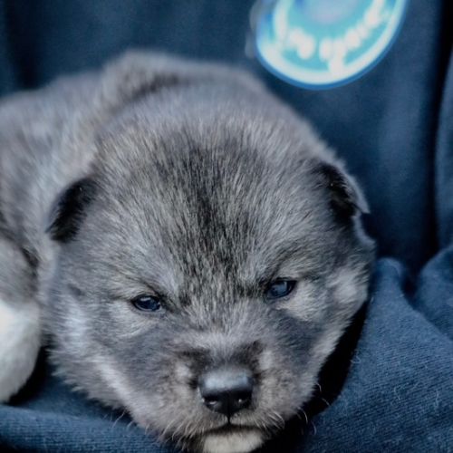 Chiots siberian husky #1