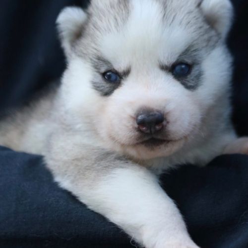 Chiots siberian husky #0