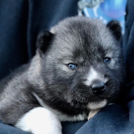 Chiots siberian husky #4