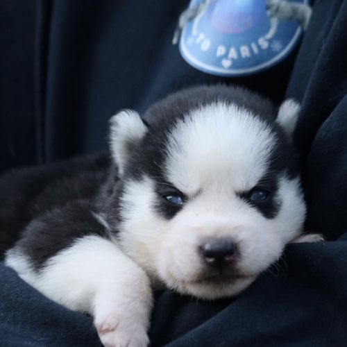 Chiots siberian husky #5
