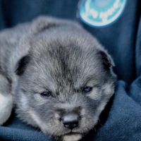 Chiots siberian husky #1