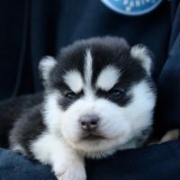 Chiots siberian husky #2