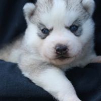 Chiots siberian husky