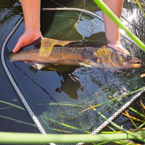 Vends sandre pour bassin ou etangs #1