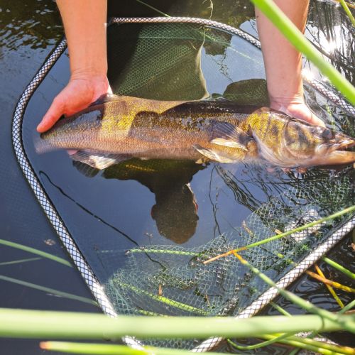 Vends sandre pour bassin ou etangs