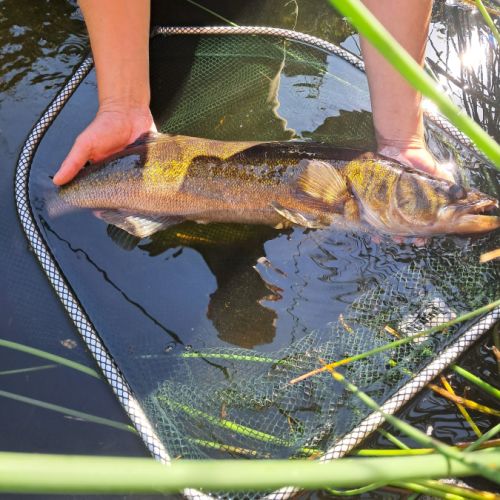 Vends sandre pour bassin ou etangs #3