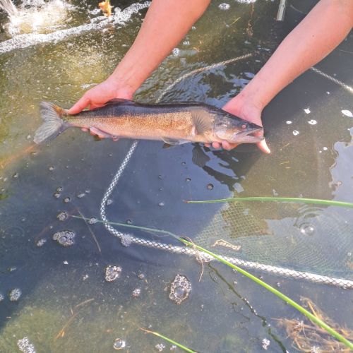 Vends sandre pour bassin ou etangs #5