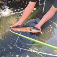 Vends sandre pour bassin ou etangs #4