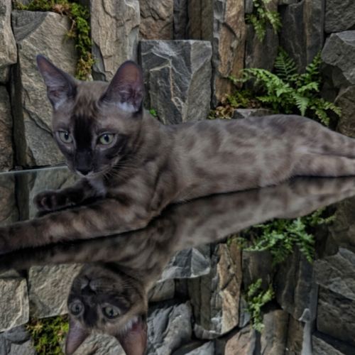 Chaton bengal snow mink charcoal loof #1