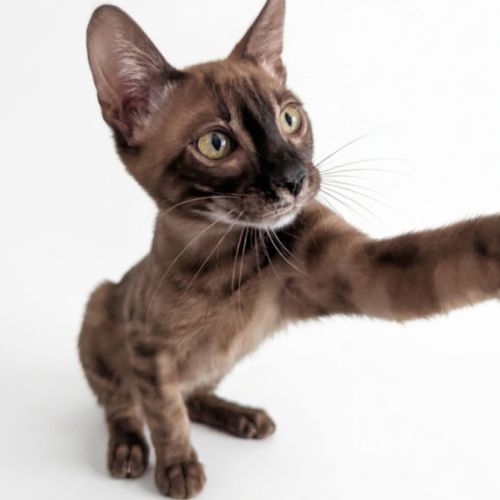 Chaton bengal snow mink charcoal loof