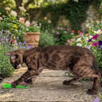 Chaton bengal snow mink charcoal loof #3