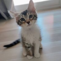 Paco, adorable chaton à l'adoption #1