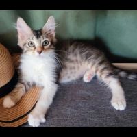 Paco, adorable chaton à l'adoption #0
