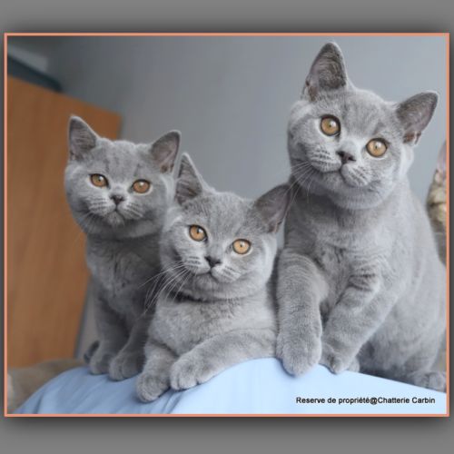 Chaton british shorthair bleu