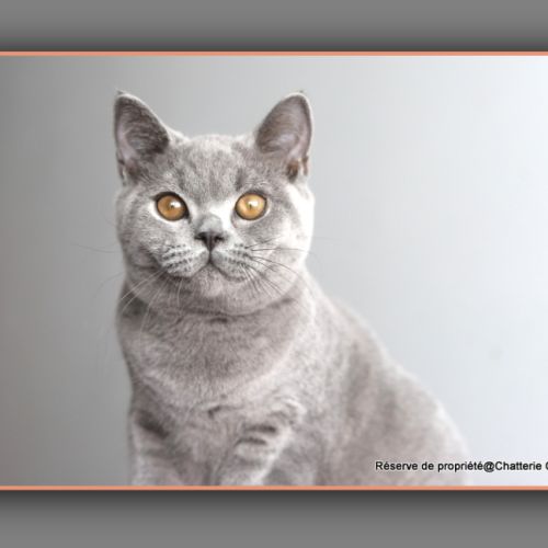 Chaton british shorthair bleu