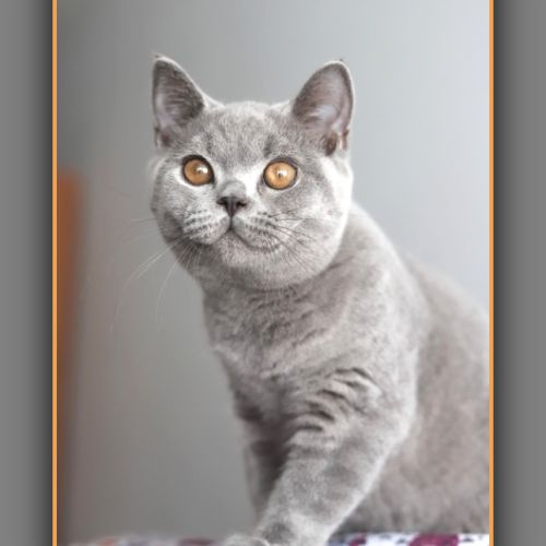 Chaton british shorthair bleu #2